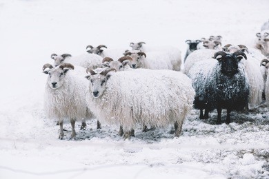 icelandic sheep roaming in the winter snowy field,beyond their season. black sheep contrasting among white sheep