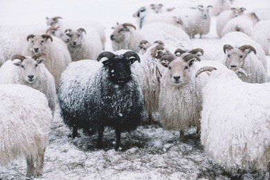 icelandic sheep roaming in the winter snowy field,beyond their season. black sheep contrasting among white sheep