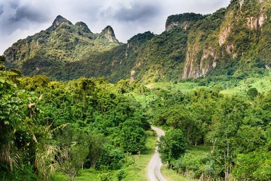 forest on fiji - viti levu - oceania