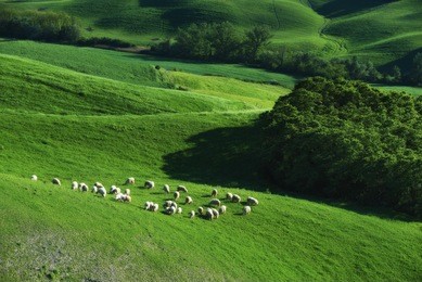 tuscan sheep on a green spring field next to the wood