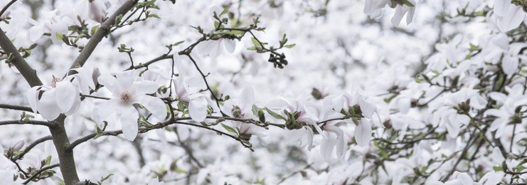 spring floral banner with white magnolia flowers