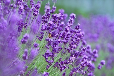 lavenders flowers.