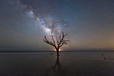 milky way galaxy over a bare tree 