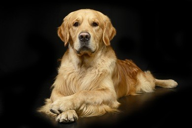 studio shot of an adorable golden retriever lying on black background.