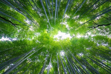 bamboo forest , arashiyama area, kyoto, japan