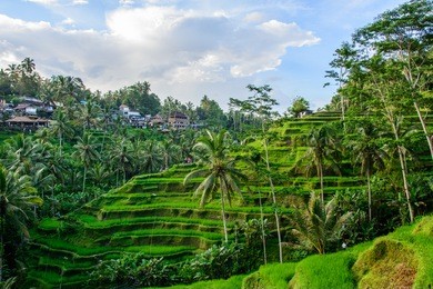 rice terraces in tegallalang, ubud, bali, indonesia