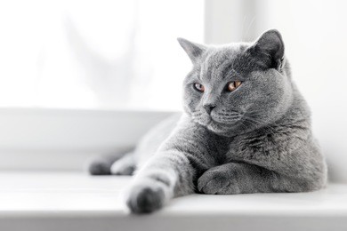 noble proud cat lying on window sill. the british shorthair with blue gray fur