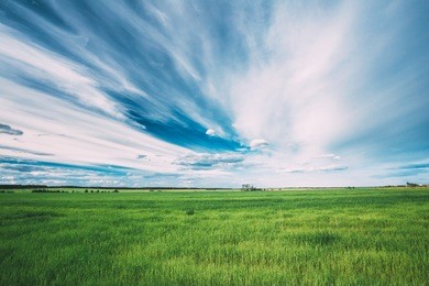green field in spring season. agricultural rural landscape at evening. copy space on sunny blue sky background.