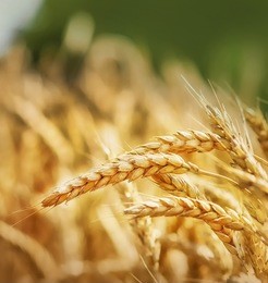 ripe wheat ready for harvest