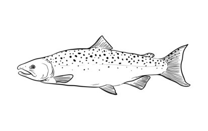 a hand drawn vector sketch doodle illustration of a salmon fish.