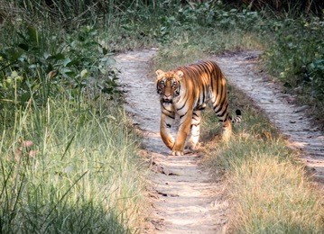 a royal bengal tiger on a dirt road in the jungle in chitwan national park in nepal.