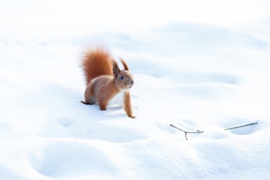 cute red squirrel looking for food on the snow in winter