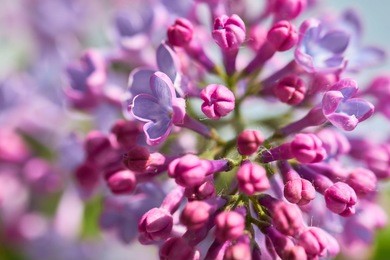 lilac blooms close-up