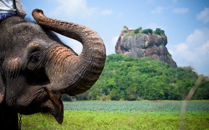 elephant in sigiriya lion rock fortress, sri lanka