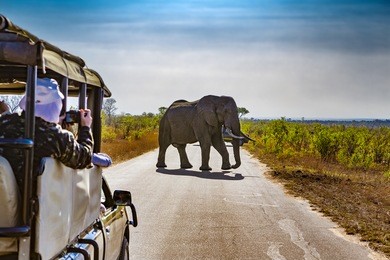 south africa. safari in kruger national park - african elephants (loxodonta africana)