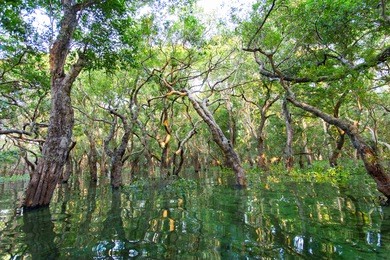 flooded mangrove forest in kampong phluk floating village within tonle sap, freshwater lake in cambodia