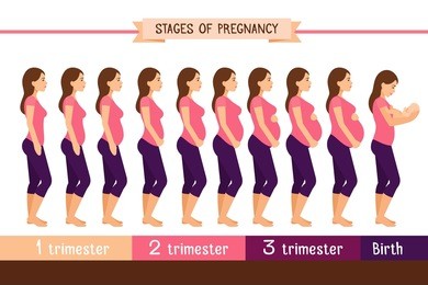 pregnancy stages flat vector illustration. pregnant woman and birth newborn trimester infographics. pregnant and newborn, woman belly figure during pregnancy
