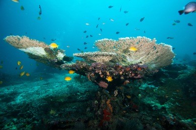 underwater landscape. sipadan island. celebes sea. malaysia.
