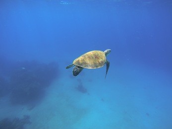 sea turtle swimming in blue water. green turtle in wild nature. sea tortoise diving in blue seawater. oceanic animal photo for card or banner. snorkeling with tortoise. exotic seashore animal species