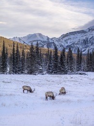 wild elk in winter banff national park alberta canada