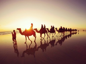 sunset camel safari along cable beach in western australia. 