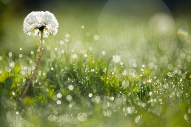 dandelion in wet green grass with dew lawn backround