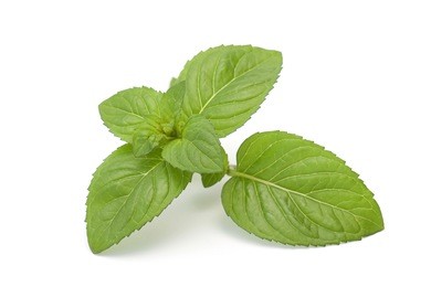 mint leaves isolated on white