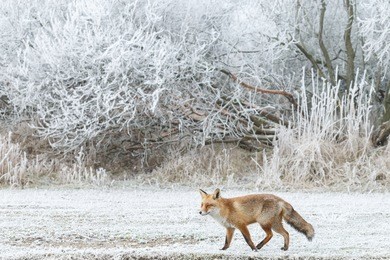 red fox iin a winter landscape.