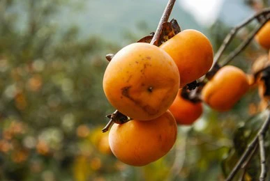 the persimmon fruits closeup in autumn 