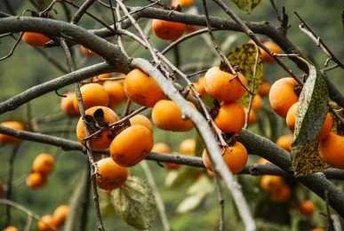 the persimmon fruits closeup in autumn 