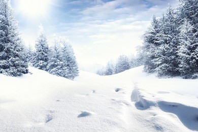 winter road and snow with landscape of trees with frost 