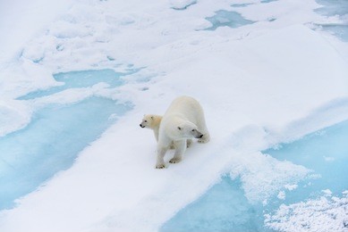 polar bear (ursus maritimus) mother and cub on the pack ice, north of svalbard arctic norway