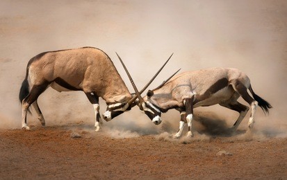 ?intense fight between two male gemsbok on dusty plains of etosha
