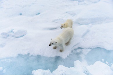 polar bear (ursus maritimus) mother and cub on the pack ice, north of svalbard arctic norway