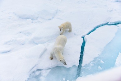 polar bear (ursus maritimus) mother and cub on the pack ice, north of svalbard arctic norway