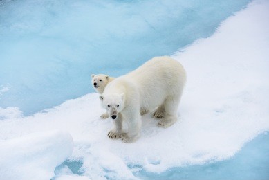 polar bear (ursus maritimus) mother and cub on the pack ice, north of svalbard arctic norway