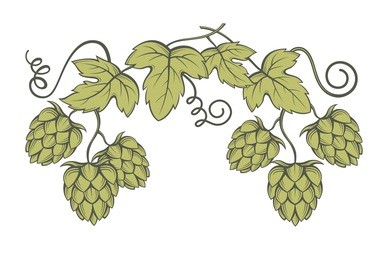 illustration of hops for brewing
