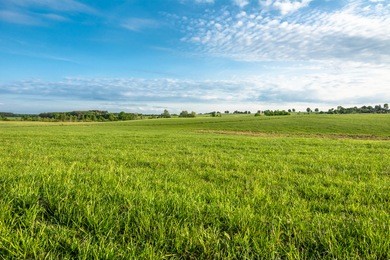 grass field, green spring landscape