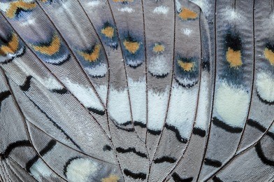 close up black rajah (charaxes solon sulphureus jordan, 1900) butterfly wing, butterfly wing detail texture background
