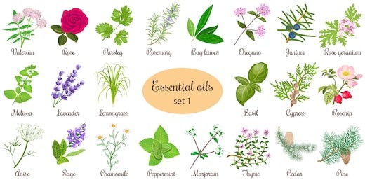 big vector set of popular essential oil plants. rose, geranium, lavender, mint, melissa, chamomile, cedar, pine, juniper, rosehip etc. for cosmetics, store, spa, health care, aromatherapy, homeopathy.