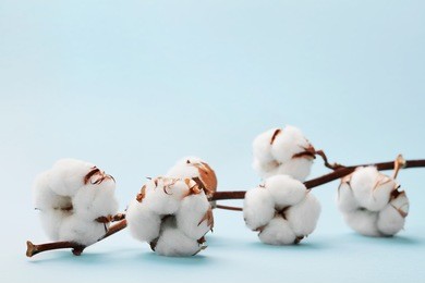 beautiful white cotton flowers on blue background