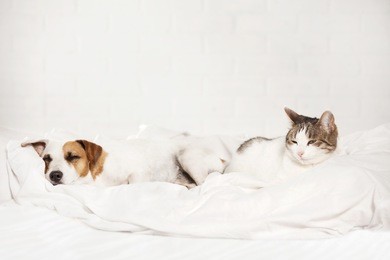 sleeping pets on bed. cat and dog 