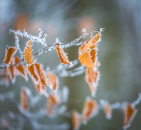 beech tree winter branch. close up of beech leaves with hoarfrost in winter forest. beautiful nature background
