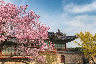 spring cherry blossom at changdeokgung palace, seoul, south korea