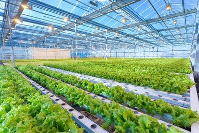 plants in the greenhouse. green salad growing