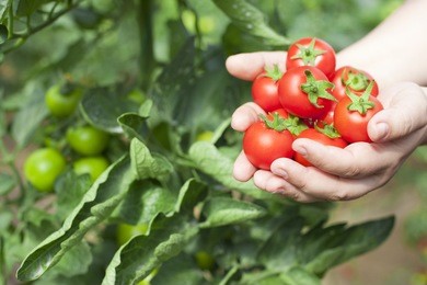 tomatoes