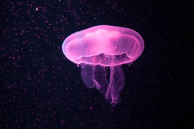 beautiful jellyfish with a small water bubbles.