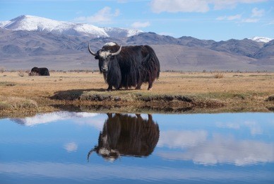 black yak in the lake in the mountains