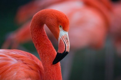 flamingo isolated