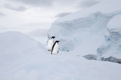 two adelie penguins on an iceberg. 
